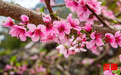 灼灼桃花凉-灼灼桃花凉全文免费阅读无弹窗